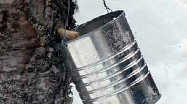 Unlock the Secret of Nordic Radiance with SKÖG: Birch Sap Brilliance