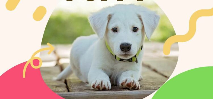The Thriving Pet Market in Kolkata: A Guide to Buying Dogs in the City of Joy