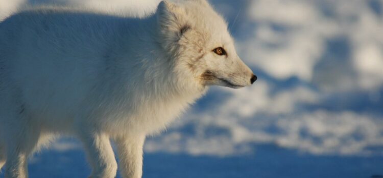 Top shows of Sir David Attenborough to watch exclusively on Sony BBC Earth on his birthday!