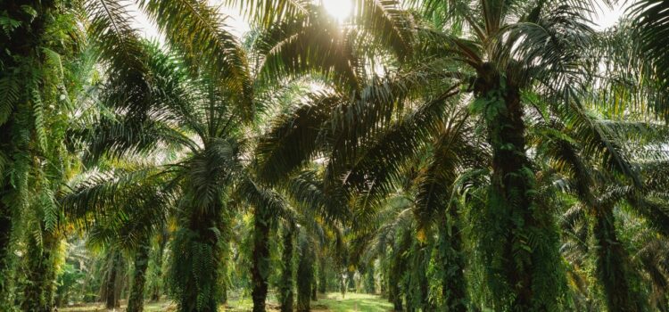The Stories of Palm Oil’ a 5-part documentary series launched