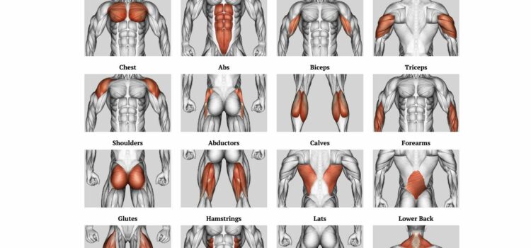 Flexxp.com: Unlock Your Fitness Potential with the Ultimate Workout Generator