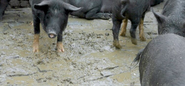 Animal Equality’s new study reveals cruelties inflicted on pigs