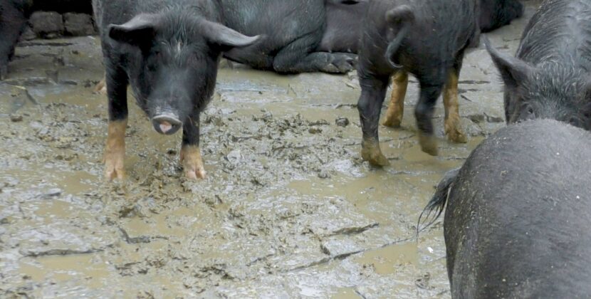 Animal Equality’s new study reveals cruelties inflicted on pigs