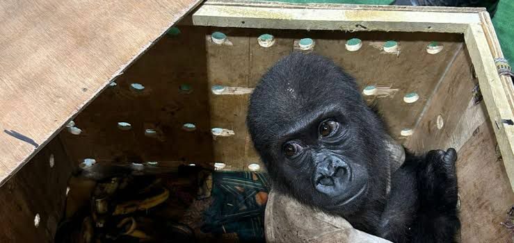 Baby Gorilla Named Hafez: A Symbol of Hope