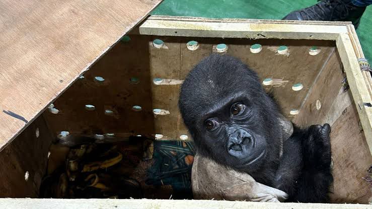 Baby Gorilla Named Hafez: A Symbol of Hope