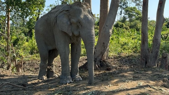 Vantara to Shelter 20 Elephants Rescued from Exploitative Logging Industry